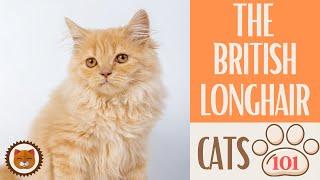  Cats 101  BRITISH LONGHAIR CAT - Top Cat Facts about the BRITISH LONG #KittensCorner