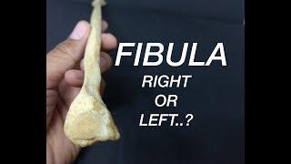 FIBULA - SIDE DETERMINATION