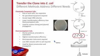 Strategies for Improving Soluble Protein Production in E. coli