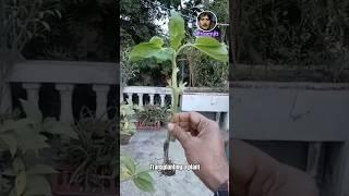 Plant Transplanting । Plant Transplanting Process #shorts #transplants #howto #plants