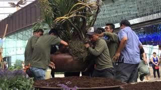 Installation of the world's largest species of orchid, the Tiger Orchid (Grammatophyllum speciosum)