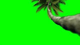 Palm Tree On The Beach / Palmeira na Praia - Green Screen / Chroma Key