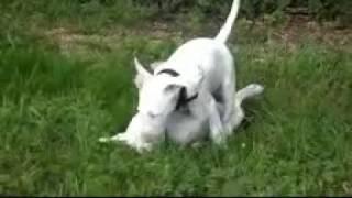 retrouvaille Isis et Wenda Aldo's starr Bull Terrier