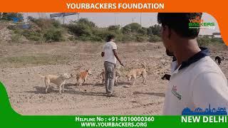 18th Oct 2022 Feed the Stray Animals – An initiative by the Yourbackers New Delhi