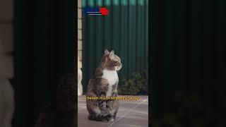 Mengungkap Rahasia 9 Nyawa Kucing