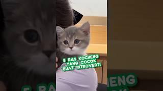 5 ras kucing yang cocok buat introvert#cat #kucing #shorts #catlover #cute #gemoy #kitten #info