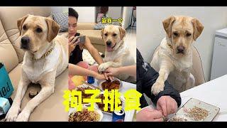 狗子：我终究是多余的！明天我就去相亲#狗狗 #拉布拉多犬