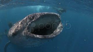 Whale Shark Eats. Stock Footage