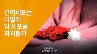 면역세포는 어떻게 암 세포를 파괴할까 - (20130522_457회 방송)_치유의 숲