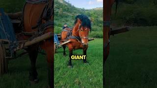 Is This the Biggest Horse Ever?