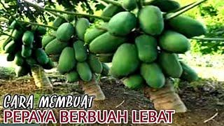 CARA AGAR PEPAYA BERBUAH LEBAT