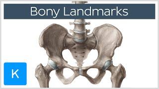 How to Memorize Bony Landmarks Quickly and Easily! - Human Anatomy | Kenhub