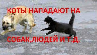 КОТЫ НАПАДАЮТ НА СОБАК И ЛЮДЕЙ-ЖЕСТЬ!!!/CATS ATTACK DOGS AND PEOPLE-TIN!!!