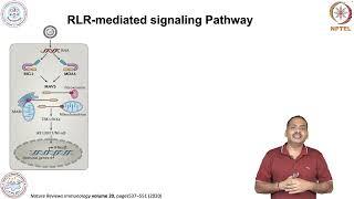 Pattern-recognition receptors-RLR Signaling pathways