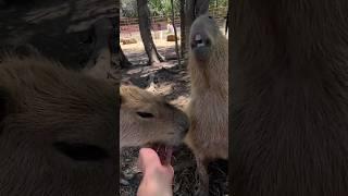 Capybara Moment