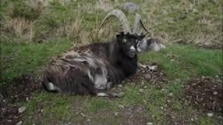 Wild Goat Car Park