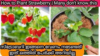 5 Secret Tips to Plant Strawberry | Repotting സ്ട്രോബെറി ശരിയായ രീതിയിൽ  നട്ടു കൊടുക്കുന്നത് എങ്ങനെ