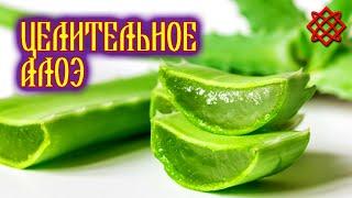 Лечебные и косметические своства алоэ. Как применять алоэ