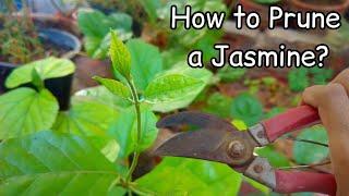 How to Prune a Jasmine ? When? Why? - Benefits of Pruning - Pure Greeny