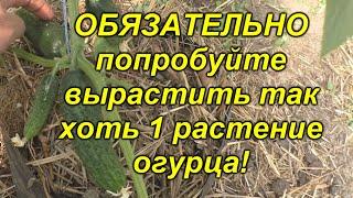 Огурцы будут самыми ранними - проверенный способ посадки!!!(попробуйте!)