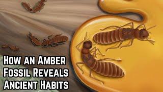 How an Amber Fossil Reveals Ancient Habits