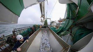 Where's the catch? The fishery surveys keeping our seas sustainable