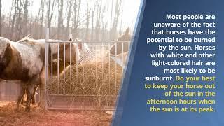 Horse Care Tips for the hot Summer Months - Richard D Schibell