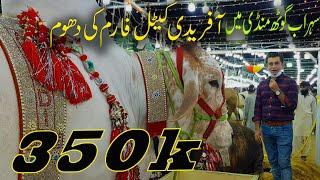 Cow Mandi 2020 Afridi Cattle Farm Tour| Mandi Reviews by People| Mudasser Iqbal