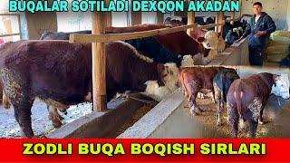 BUQA BOQISH SIRLARI️91-694-00-93 SOTILADI BUQALAR DEXQON AKAMIZDAN