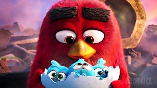 The Angry Birds cutest moments  4K