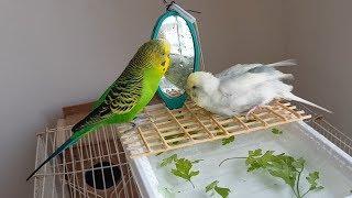 birds (budgies) Bath in a Homemade Fountain