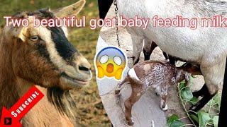 Two beautiful Baby goat feeding milk ||How to feeding milk a goat baby