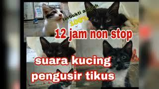 suara kucing pengusir tikus 12 jam nonstop/Suara kucing pengusir tikus suara kucing besar jernih 1