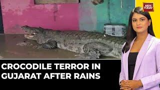 Crocodiles Venture Into Residential Areas Amid Heavy Rains In Gujarat | India Today