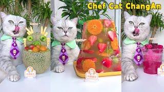 Join Me For Spring's Most Popular Food Videos! |Cat Cooking Food|Cute And Funny Cat