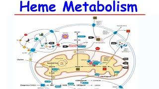 Heme Metabolism