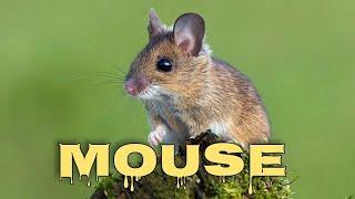 Mouse sounds for cats, mice squeaking