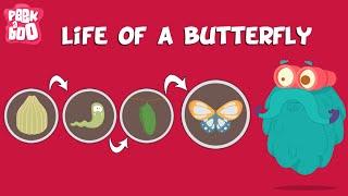 Life Of A Butterfly | The Dr. Binocs Show | Learn Videos For Kids