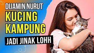 AUTO JINAK‼️ Cara Merawat Kucing Kampung Agar Nurut - Merawat Kucing Kampung