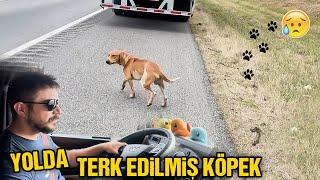 Yolda Ölmek Üzere Olan Terk Edilmiş Köpeği Tıra Aldım - Sahiplenildi!! || Pennsylvania Amerikan Köyü