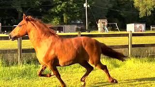 Morning Horse Play