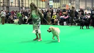 Crufts 2025