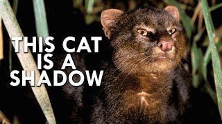 Shadow Cat: One Of The Rarest Cats In The World