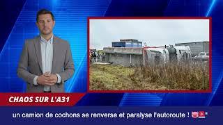  "Chaos sur l'A31 : un camion de cochons se renverse et paralyse l'autoroute ! "