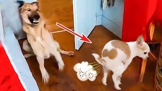 Best Funniest Dogs Fart Reactions | Funny Animal Videos 2023  | Pets Island
