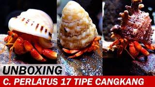 UNBOXING! Kelomang Coenobita Perlatus dan 17 Tipe Cangkang | Unboxing | Crabpedia