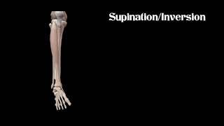 Foot Inversion and Eversion | Foot Supination and Pronation