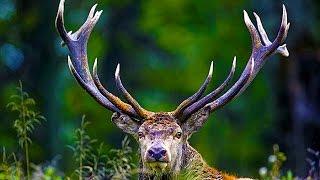 Red Deer Rut/ Mating Season. Sir David Attenborough's opinion