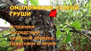 ОМОЛАЖИВАЮЩАЯ ОБРЕЗКА СТАРОЙ ГРУШИ. Устраняем последствия неверной обрезки. Шаг 1-й