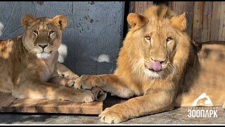 Скучали? Сева и Киара собственной персоной  #lion #animals #челябинск